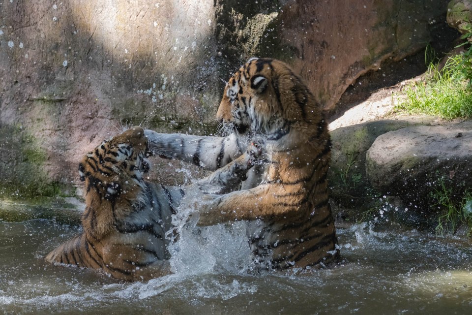 One of the tigers stood on his hind legs and dunked his sibling into the water