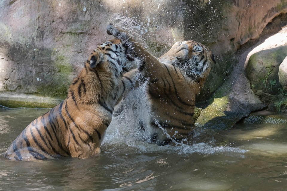 The incredible moment was captured by amateur photographer Peter Weimann