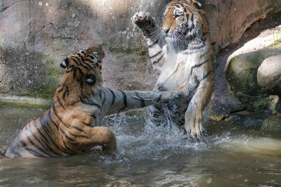 The two tigers are only one but are already incredibly powerful as these stunning shots show