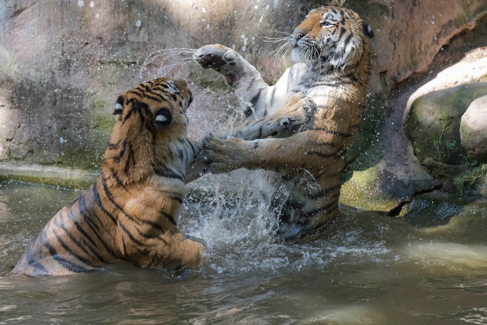 The boisterous brothers were taking turns to hit each other on the head 