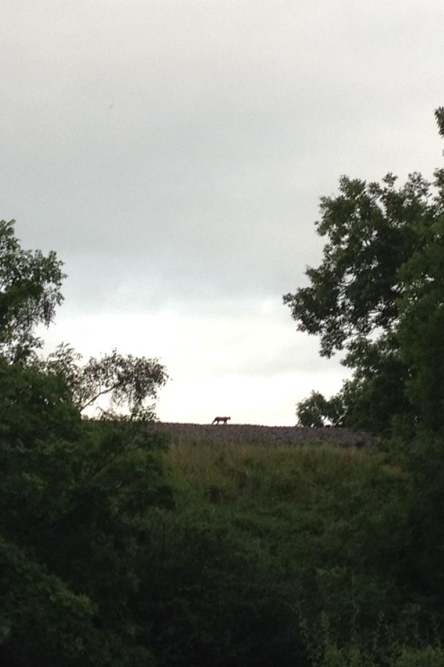 Beast of Cumbria