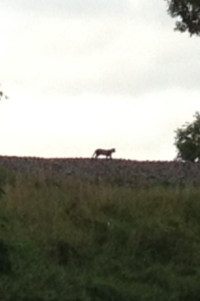 Beast of Cumbria