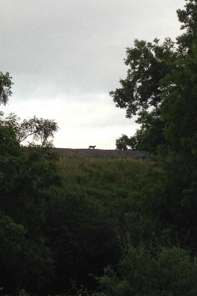Beast of Cumbria