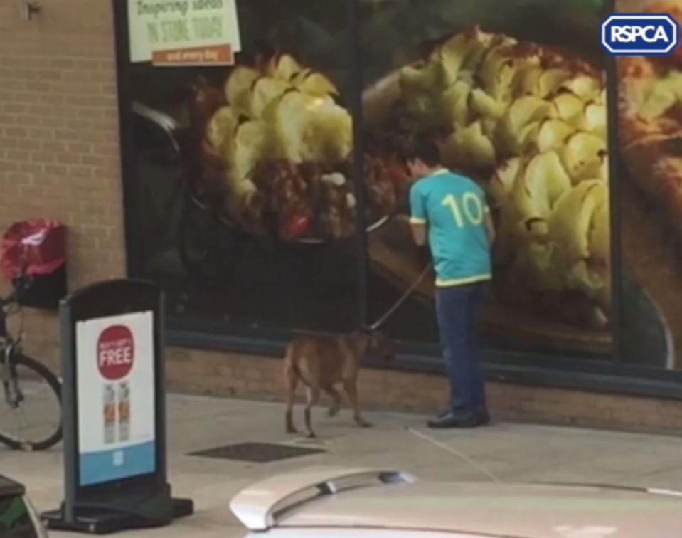 RSPCA hunting owner punching dog