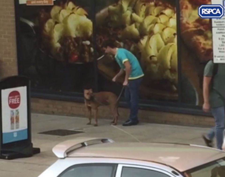 RSPCA hunting owner punching dog