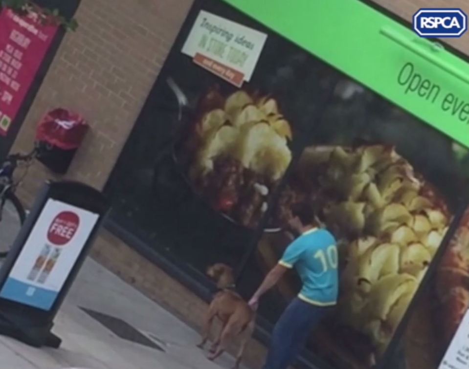 RSPCA hunting owner punching dog
