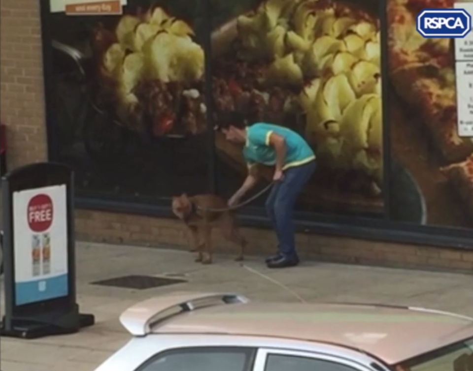 RSPCA hunting owner punching dog