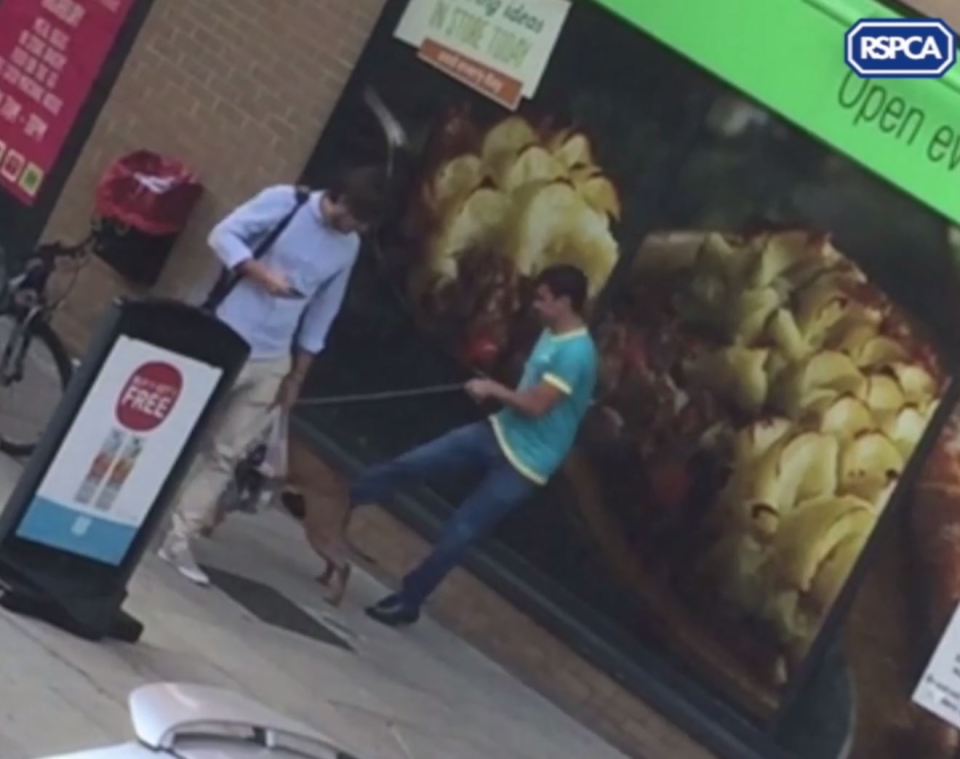 RSPCA hunting owner punching dog