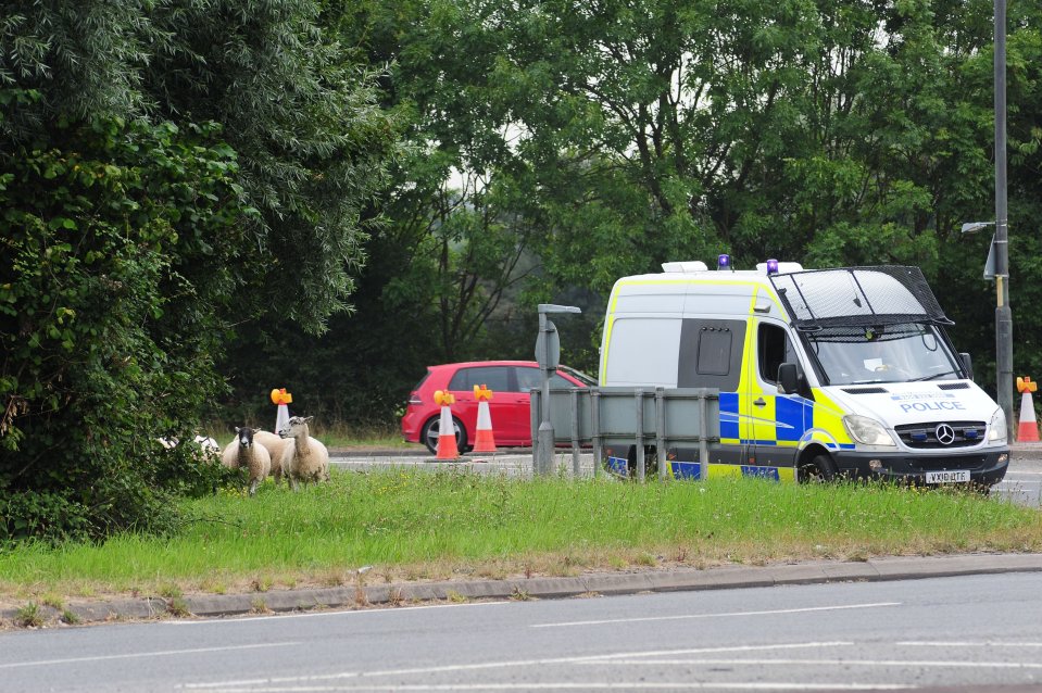 Police were dispatched to move the sheep safely from the road
