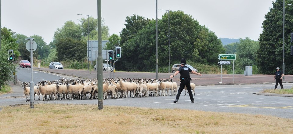 Motorists were shocked to see the flock on the busy road
