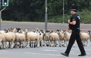 Cops called after runaway flock of sheep descend on busy roundabout