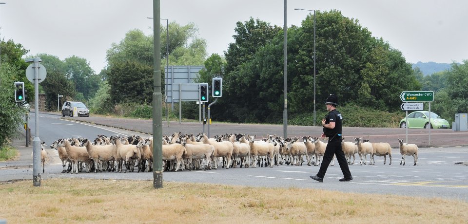 Police officers move a herd of sheep off Powick Roundabout