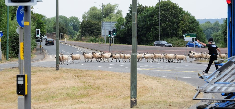 Need to do a ewe-turn