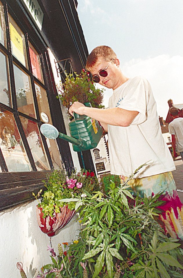 Free Cannabis tending to his prize-winning display in 1998. 