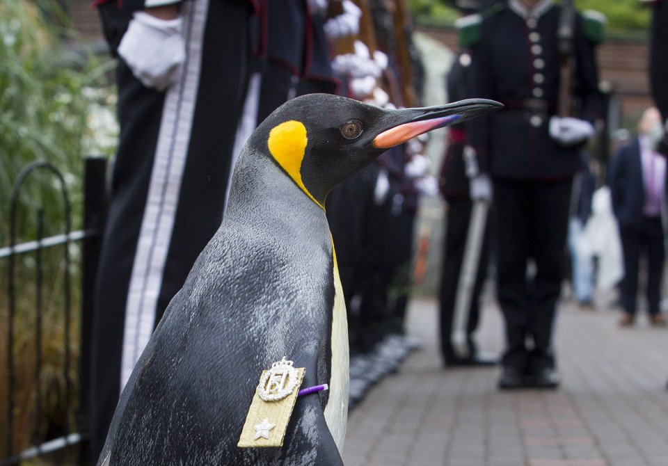 Sir Nils Olav is the mascot of His Majesty the King of Norway's Guard