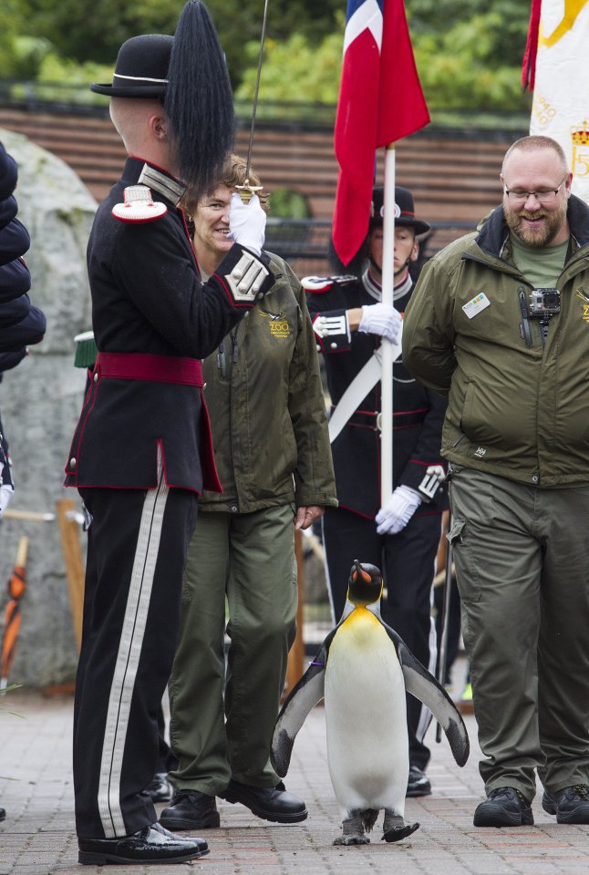 The ceremony was a way to celebrate the penguin's promotion
