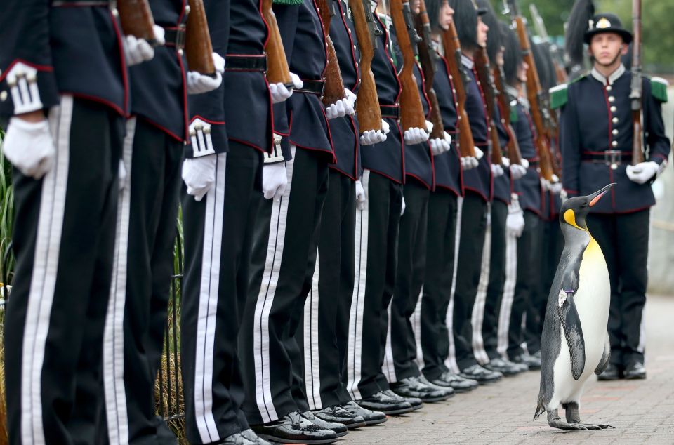 The penguin stands to attention with the guard