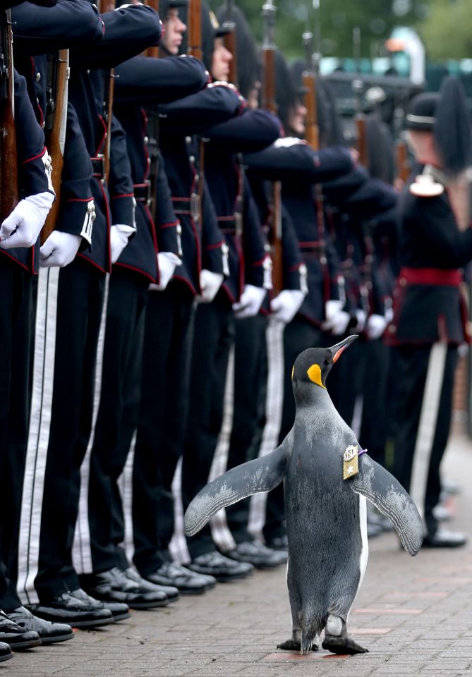 The distinguished penguin appeared to enjoy the ceremony