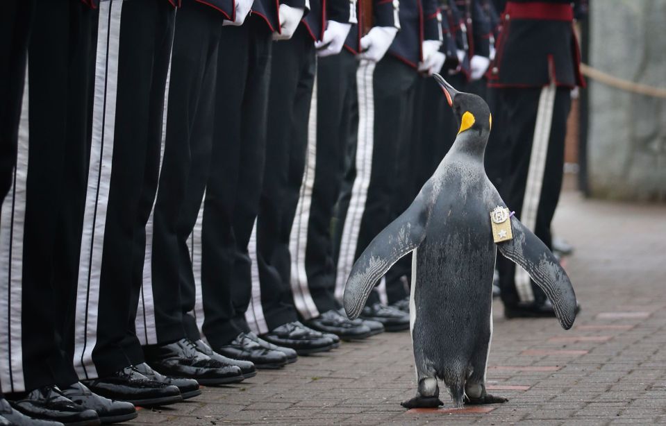 Sir Nils walks down the guard as part of his first inspection