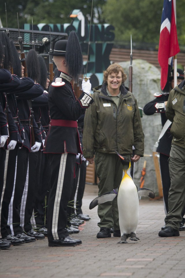 The penguin stood to attention during the ceremony