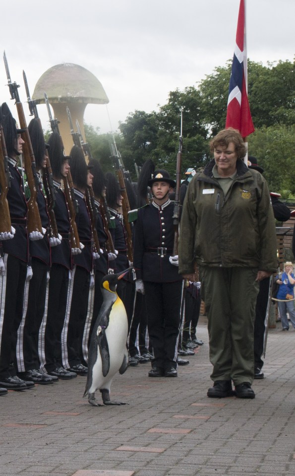 The penguin did not seem phased by the pomp and ceremony