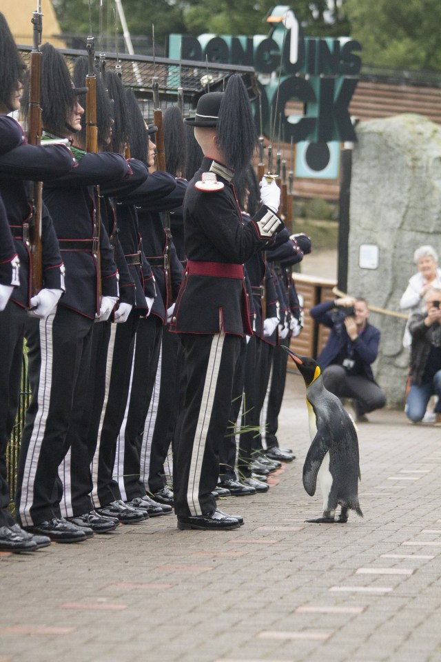 Coming in for a closer look: Nils took his duties of inspecting the guard seriously