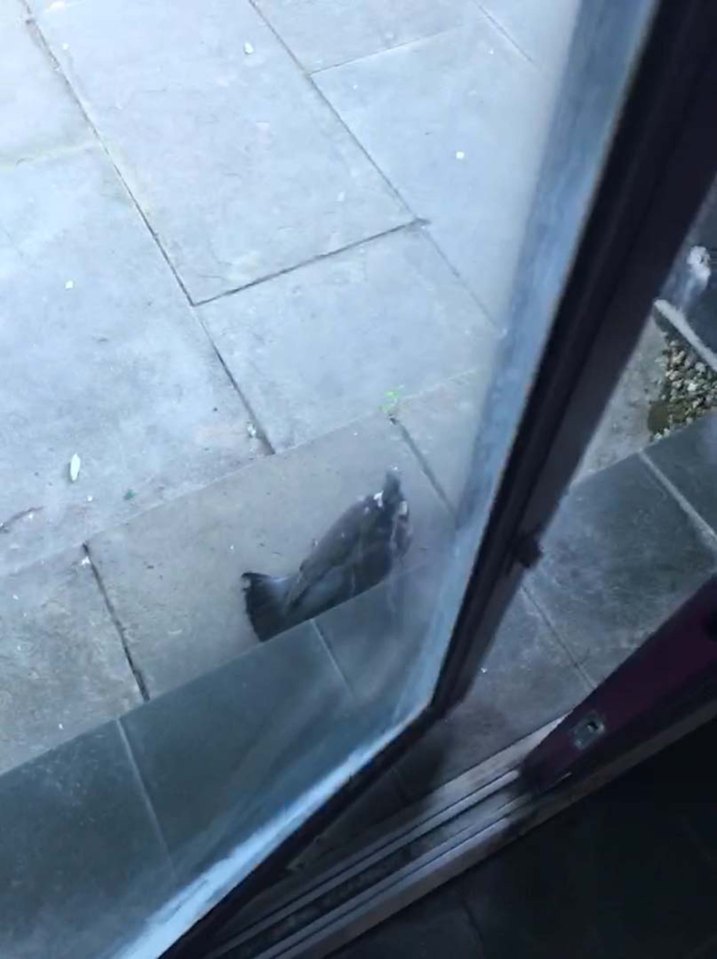 After safely shutting the bird out, Ian tells it: "And stay out"