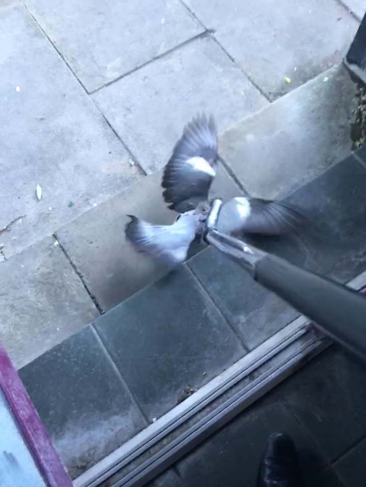He worried the pigeon might have been injured but it flew off after he stopped filming