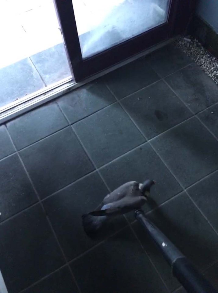 He branded the bird "hard as f***" because it wouldn't budge