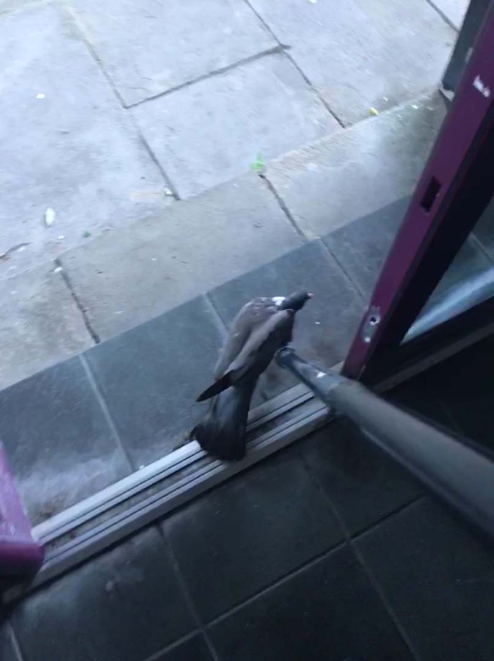 Ian said the bird in the viral video wasn't intimidated by the hoover 