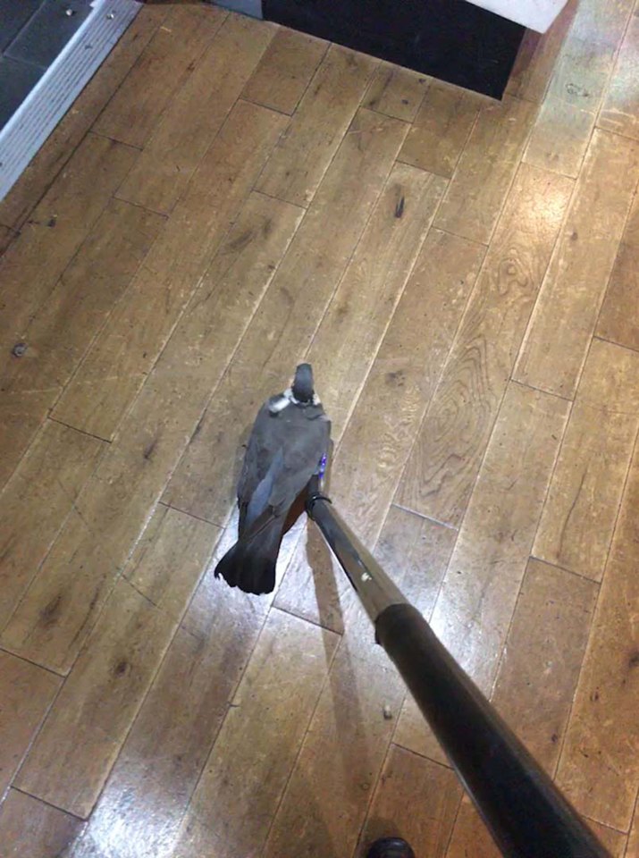 The pesky pigeon got in through an open window during the hot weather