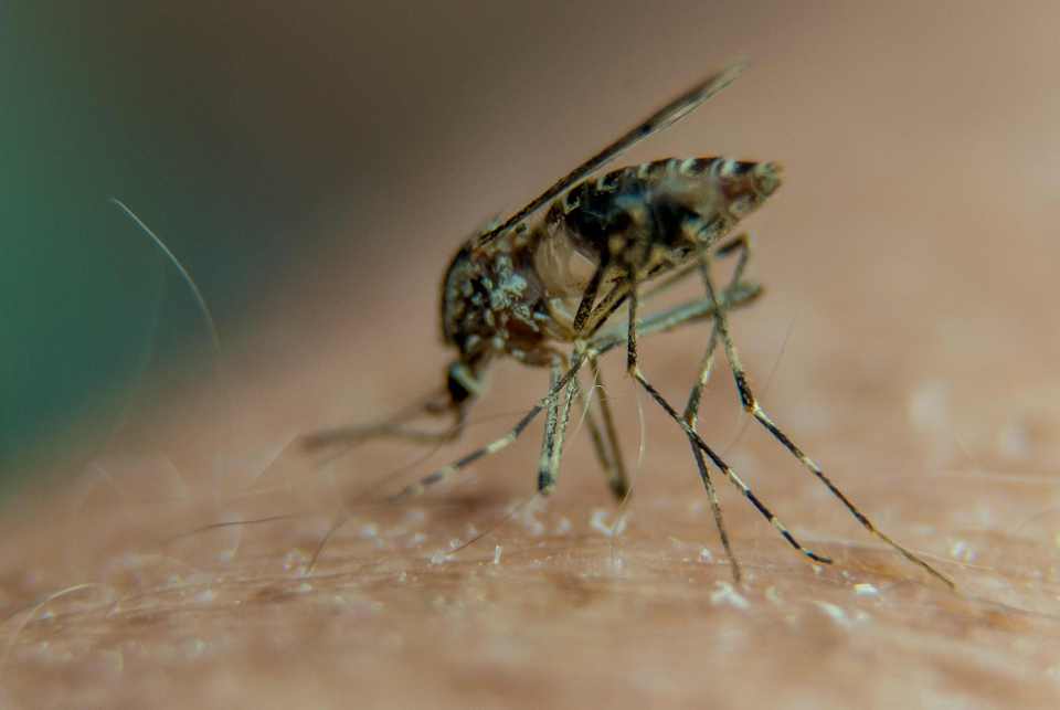 ZIKA CURE