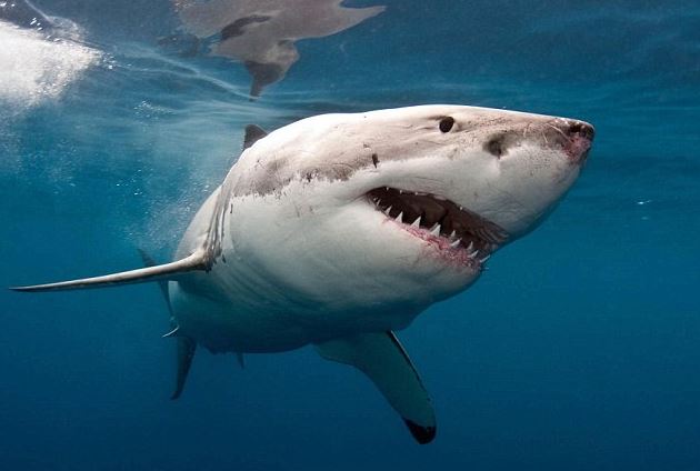Sharks' noses are full of never endings, and rubbing them can scramble their sensory systems