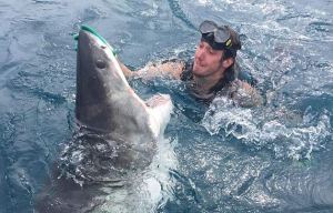 Incredible moment diver is 'confronted' by great white shark - before rubbing its nose to 'sedate' it