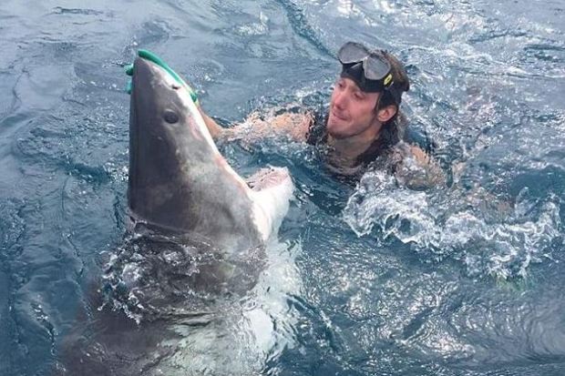 The man swims mere centimetres from the great white and then rubs its nose to sedate it