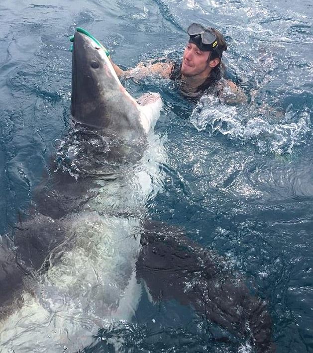 The man swims mere centimetres from the great white and then rubs its nose to sedate it