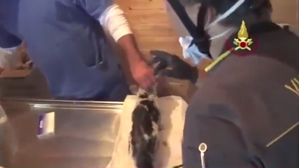 After a once over from a local vet, the cat was reunited with its delighted owner