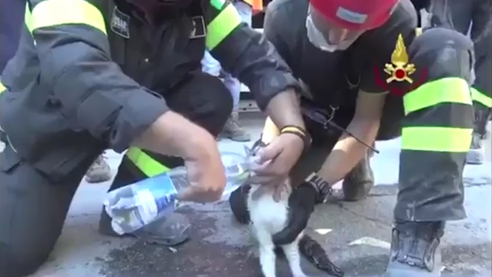 They gave water to the feline, which appeared to be in good conditions despite spending nearly 150 hours under the debris