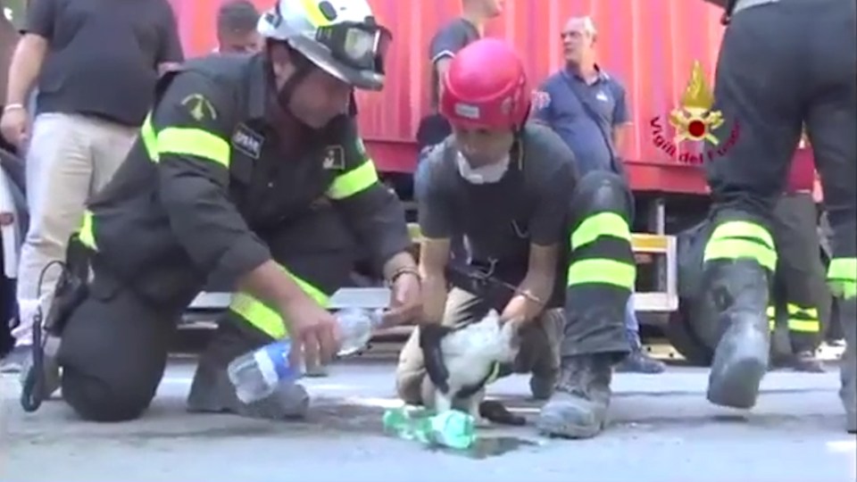 Rescuers plucked the cat from the rubble of Amatrice - six days since the devastating earthquake struck