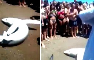 Idiotic crowd take selfies as beached baby shark thrashes in pain on Spanish beach