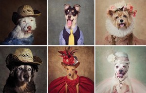 Adorable photos show pooches dressed in their best...so they can find a home