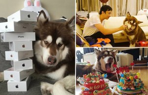 Eccentric Chinese millionaire buys his spoiled DOG eight iPhone 7s on release day