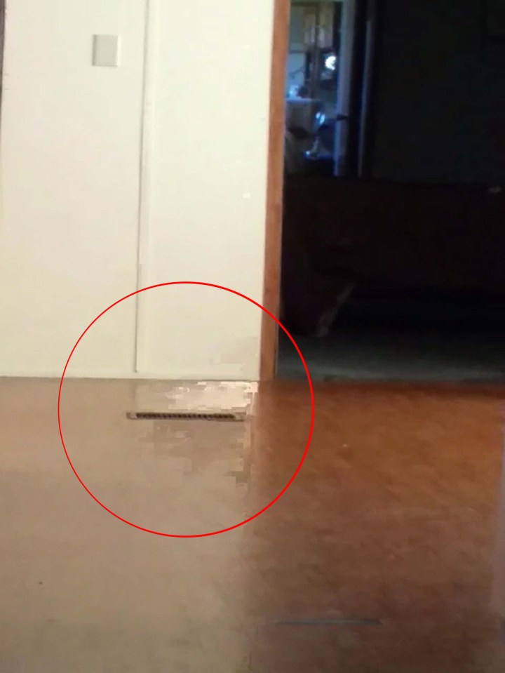 Bereaved dog owner Kimberley Pearce believes she captured the ghost of her dead dog Sadie on camera