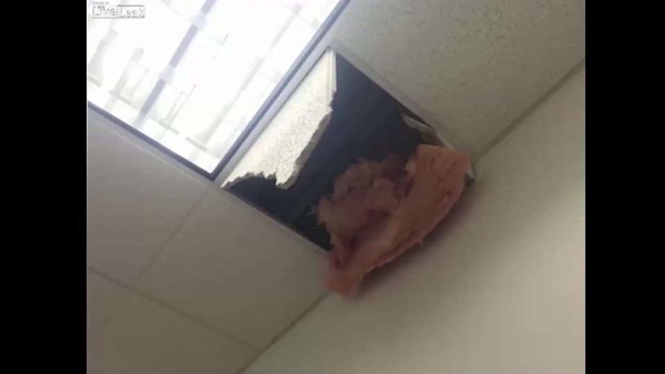 The suspect then got out of the room through the ceiling, stealing a nearby truck to complete his getaway