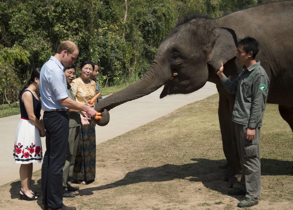 I got you, babe . . . Prince William meets Ranran the elephant on royal tour