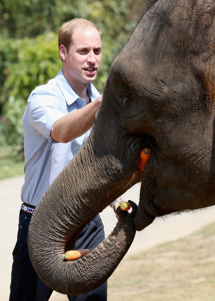 Helping hand . . . Wills looks after Ranran and urges for the end of the illegal ivory trade