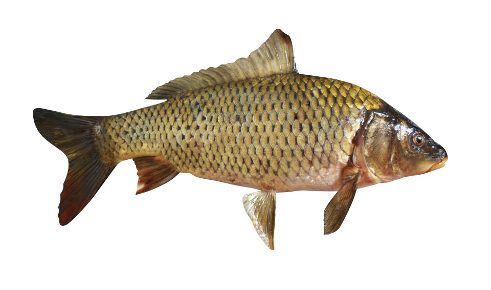 The leader reportedly kicked out at the carp