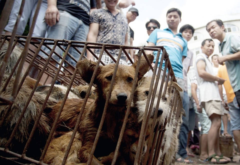 At least 10 million dogs - many of which are stolen family pets - are killed for their meat every year in China