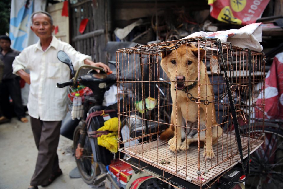 Dogs are typically slaughtered by being boiled alive, skinned alive, or bludgeoned to death