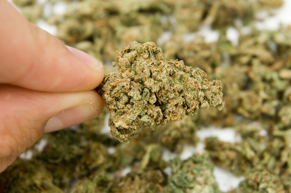 A bud of marijuana or herbal cannabis. Image shot 08/2007. Exact date unknown.